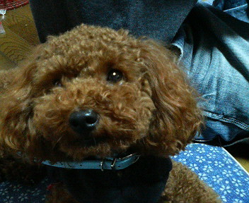 お兄ちゃんと一緒で嬉しいでしゅ