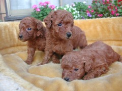 ちみっこミロ兄弟