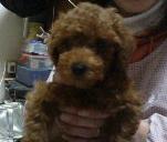 おうちに来たてのミロ