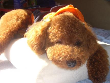 ひなたぼっこでひるね