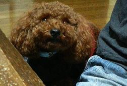 はなれないでしゅ