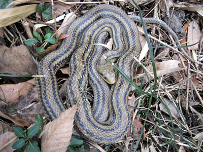 縞蛇 シマヘビ を捕獲し 飼育しようとする子ども達 っ たあくんの今日の想い出 ０ 楽天ブログ