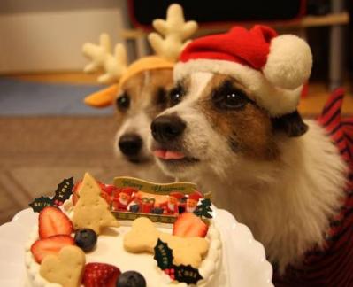 エンゾー☆クリスマス！