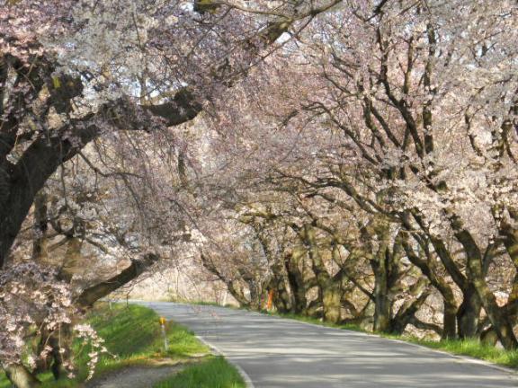 桜の里の桜001.jpg