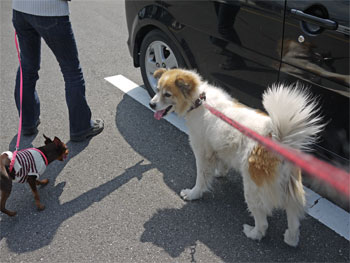 inu0428-2