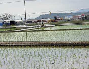 田植え0331-1