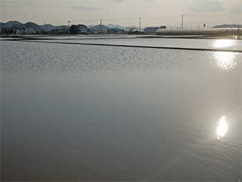 田んぼ0328
