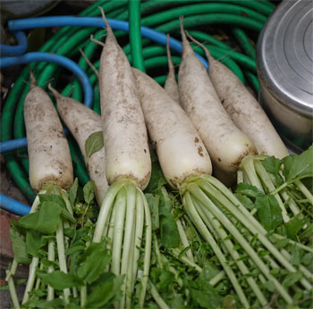 daikon1