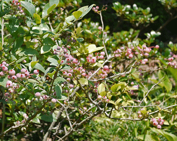 ブルーベリー0629