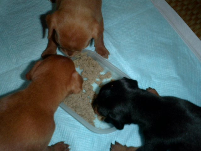 離乳食