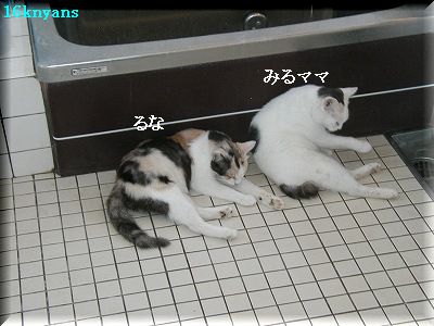 にゃんず’０７ 016.jpg