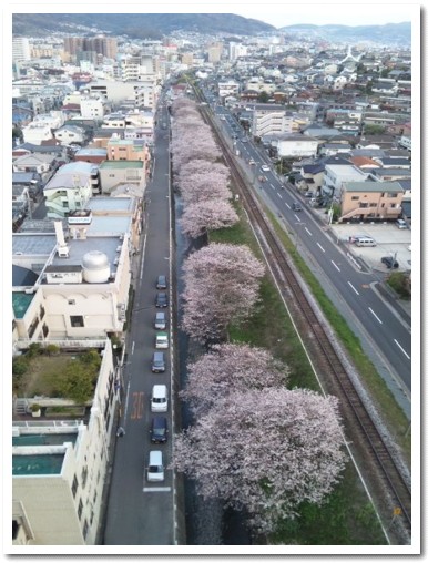 桜並木２０１１.jpg