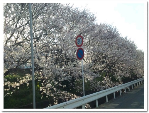 桜　２０１１.jpg