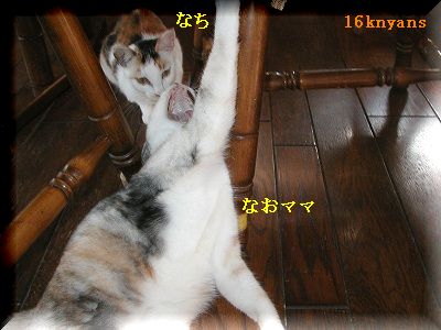 にゃんず’０７ 059.jpg