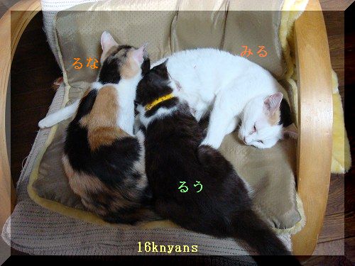 にゃんず’０８ 111.jpg