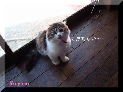 にゃんず’０８ 118.jpg