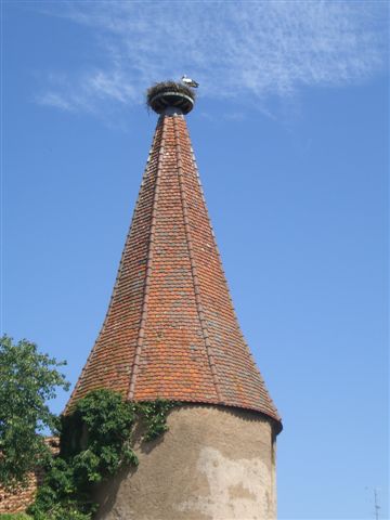CIMG4118.JPG