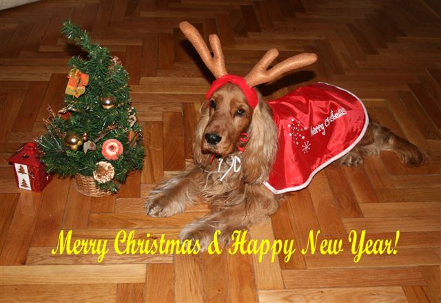 weihnachtskarte 2.JPG