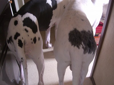 s-画像　2007.1.18 cake gardening 054.jpg