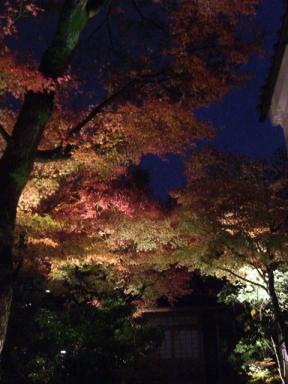 京都紅葉ライトアップ～高台寺