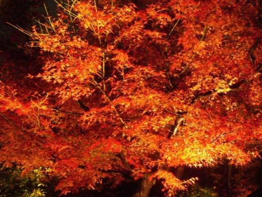 京都紅葉ライトアップ～高台寺