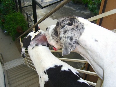 dogs2007.9.5flower and dogs 059.jpg