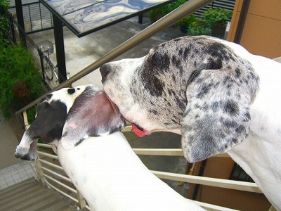 dogs2007.9.5flower and dogs 061.jpg