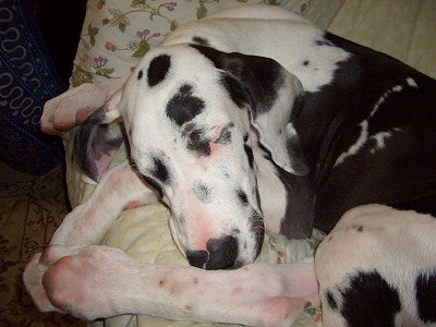 ピンキー　おねんね