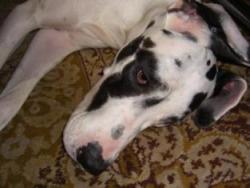 ピンキーのアップ