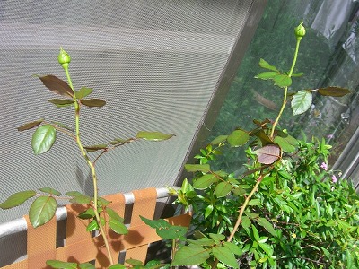 dogs2007.7..11,yahoo auc flower 065.jpg