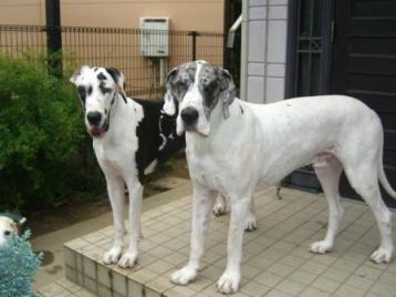 ビルとピンキー