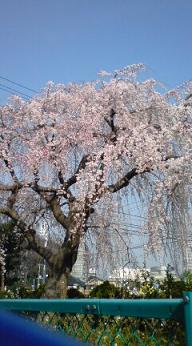 枝垂れ桜