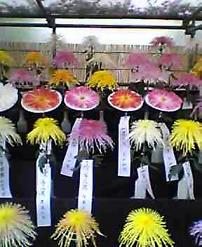 菊花大会