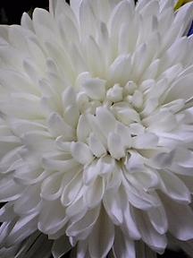 白菊