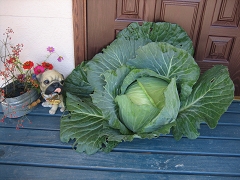 IMG_81640038.jpg