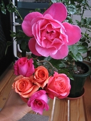 IMG_86820002.jpg