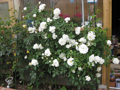 resize0939.jpg