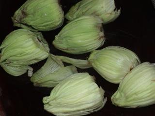 フキノトウ (1).jpg