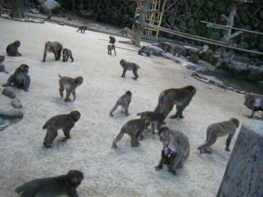 B群ナンバー３　バロン