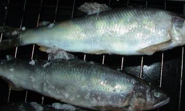 なごり鮎の塩焼き