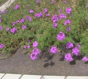 庭の花