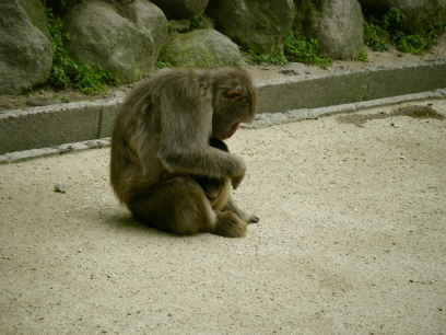 高崎山　今年第1号の赤ちゃん