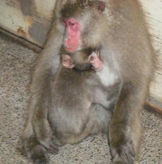 たくまとテンテン