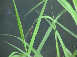 朝地町の道の駅  虫が・・