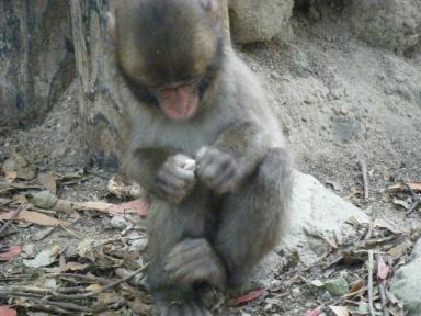 石であそぶ　たくま