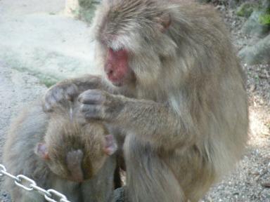 まくわちゃんとお母さん