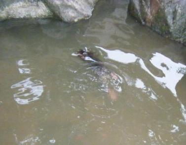 プールで遊ぶ子供たち