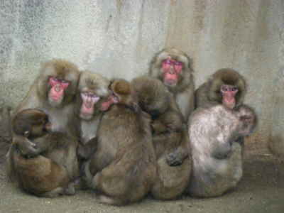 寒い日の猿君 (1).JPG