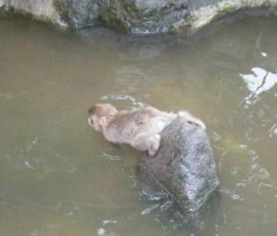 プールで遊ぶ子供たち