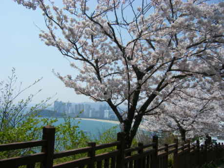 釜山の桜
